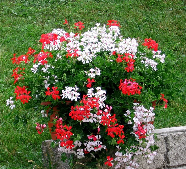 Pelargonije